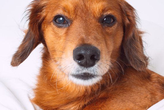 Весенние скидки в «Доктор Вет»