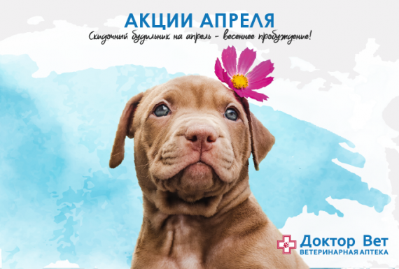 Выбирайте свою любимую акцию апреля - порадуйте своего питомца новыми лакомствами или игрушками вместе с нами!